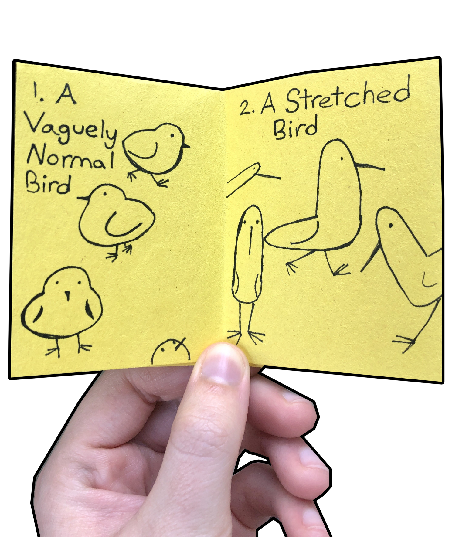 birds